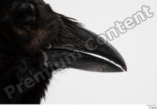 Carrion crow beak bird 0003.jpg